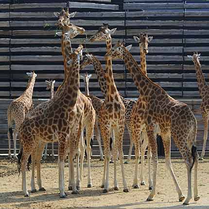 Eintrittskarten Tickets Zoo de Vincennes