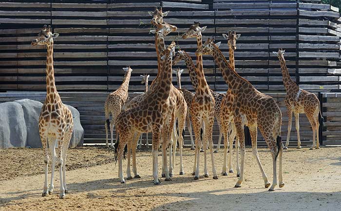 Zoo Vincennes Paris mit Kindern