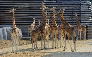 Zoo de Vincennes Paris