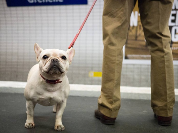 Hund Paris Metro