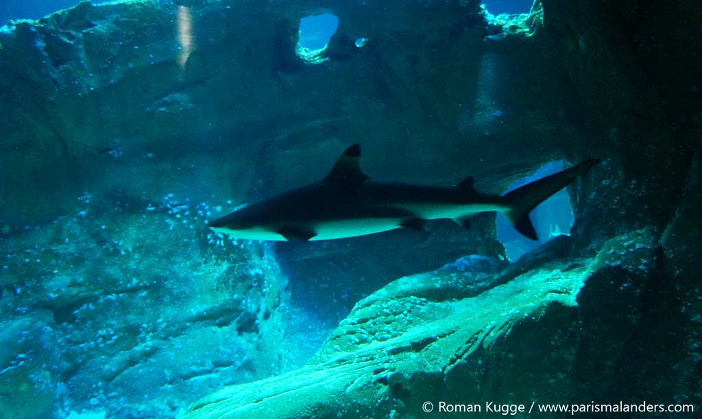 Aquarium-Paris-Hai