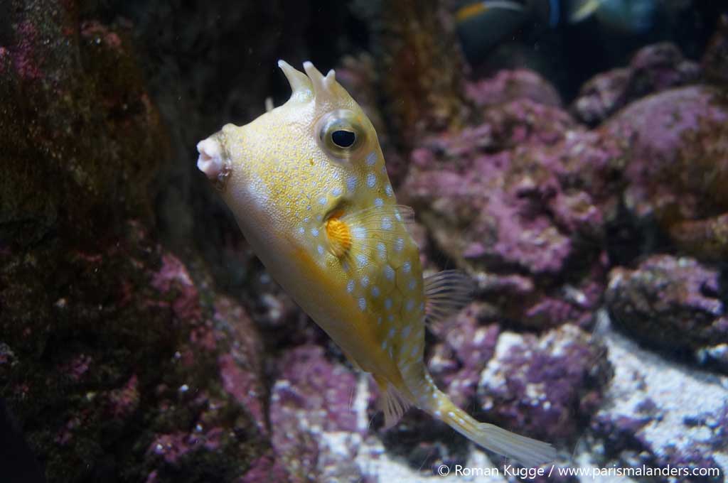 Aquarium Paris