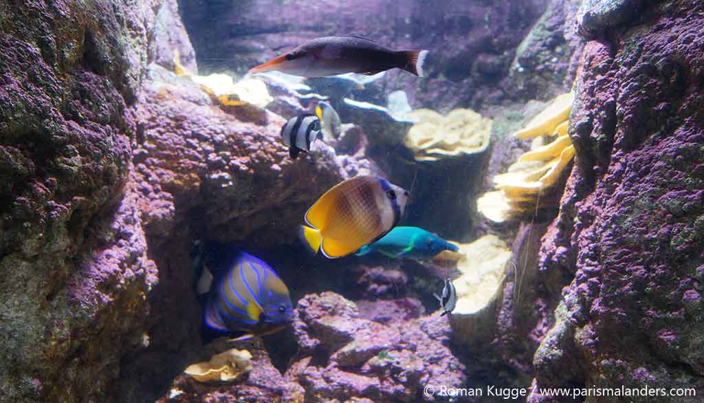 Aquarium de Paris Eiffelturm