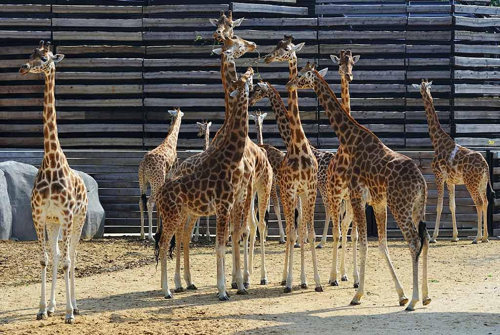 Zoo de Paris Vincennes