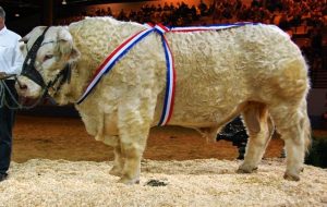 Landwirtschaftsmesse Paris im Februar März