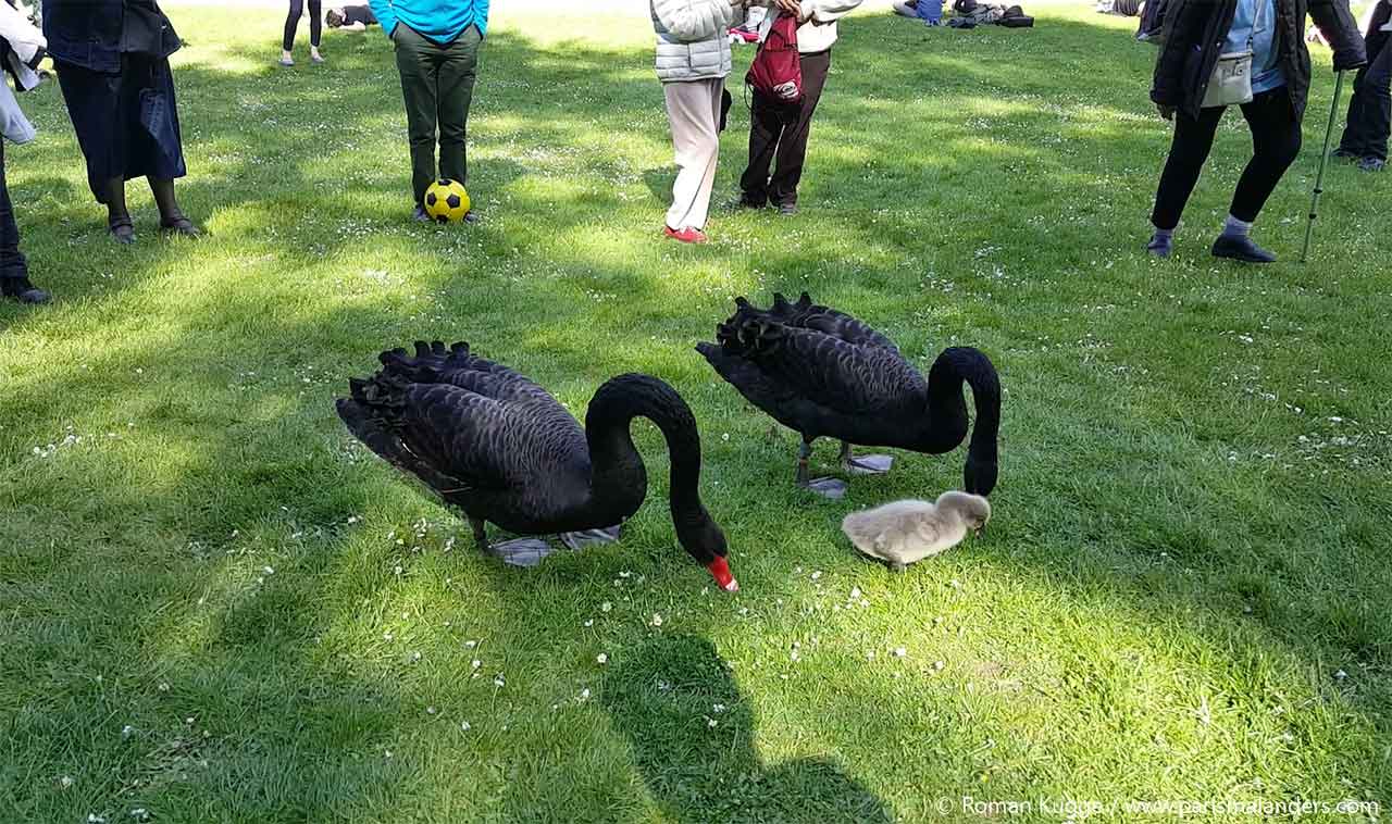 Parc Montsouris Paris Schwäne Schwarz